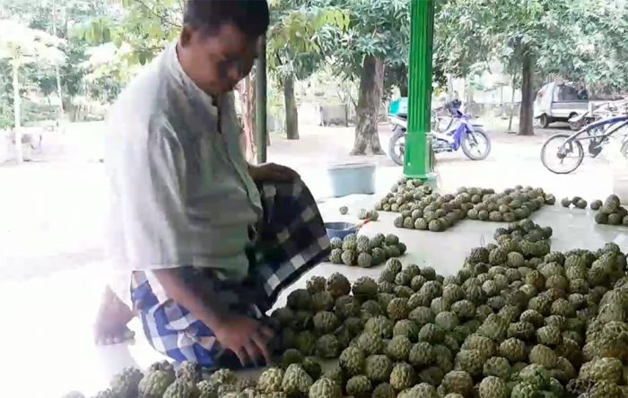 Panen Raya, Petani Buah Srikaya di Pasuruan Panen Cuan