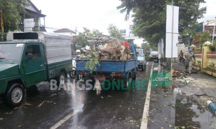 Hujan Deras Guyur Tulungagung, Tiga Pohon Ambruk