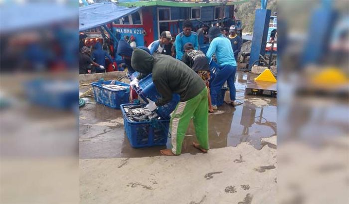 Jelang Lebaran, Stok Ikan di Pacitan Melimpah