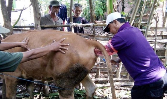 Nawir, Bertahun-tahun Jadi Petugas IB, Pernah Ditendang Sapi Hingga Gigi Rontok