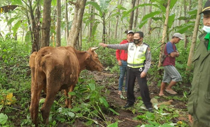 Hilang dari Kandang, 4 Ekor Sapi Milik Warga Kesamben Ditemukan di Lahan Perhutani