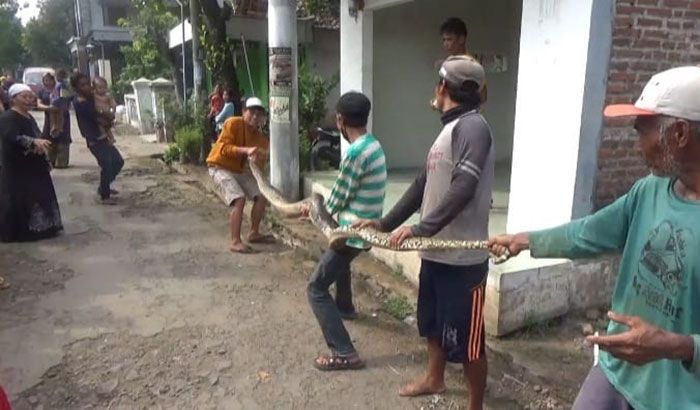 Ular Piton Sepanjang 5 Meter Gegerkan Warga Mojoagung Jombang