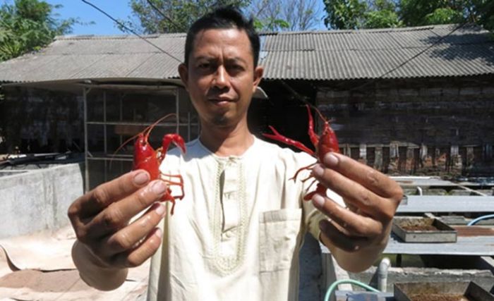 ​Peternak Udang Air Tawar di Sidoarjo Raup Jutaan Rupiah