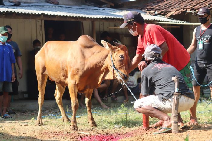 Tingkatkan Kualitas Hidup Melalui Kebaikan di Momen Idul Adha