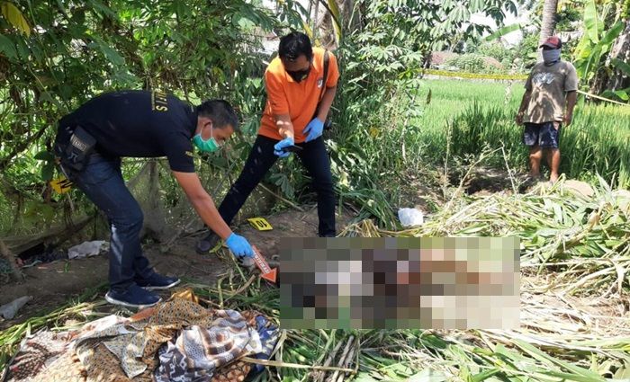 Penemuan Mayat Mrs X Membusuk di Persawahan Gegerkan Warga Balung Jember