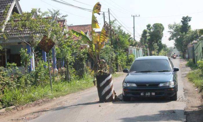 Jalur Desa Sambijajar Tulungagung Rusak, Warga Tanami Pohon Pisang