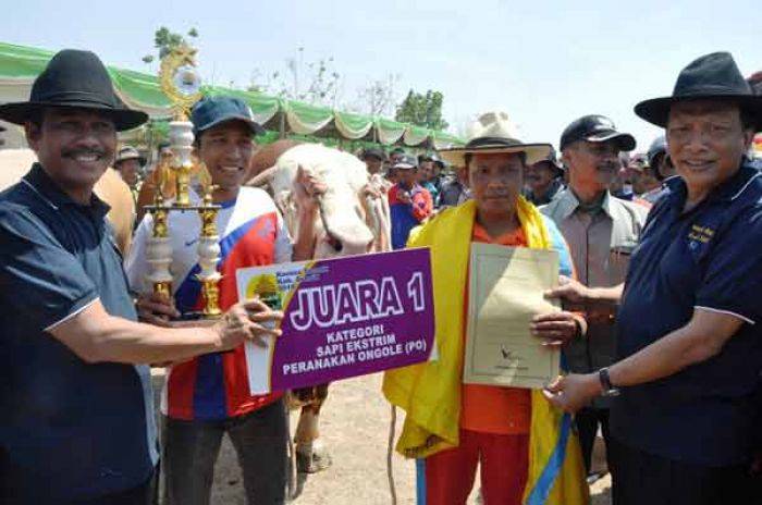 Jelang Idul Kurban, 70 Ekor Sapi di Gresik Dikontes