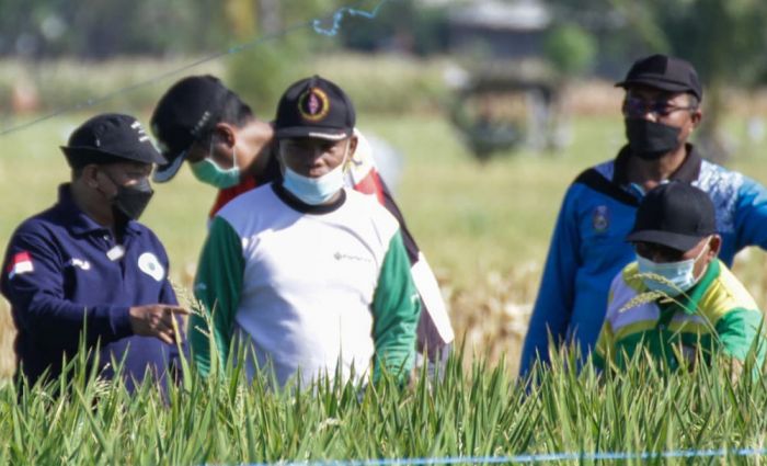 36.558 Petani di Situbondo akan Mendapatkan Pupuk Gratis dari Bung Karna