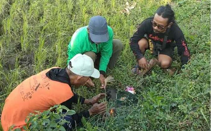 Ingin Hidup Berdampingan dengan Tikus, Petani Kediri Gelar Selamatan dan Tanam Cok Bakal