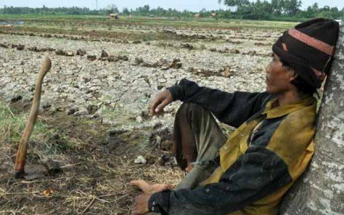 Gagal Panen di Lamongan Meluas, 13 Kecamatan Kekeringan