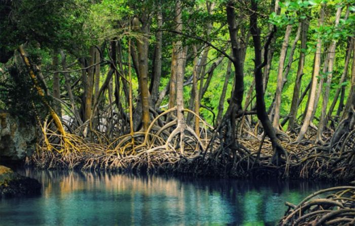 Tanaman Mangrove sebagai Mitigasi Pemanasan Global