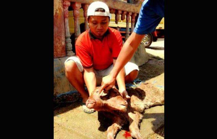 Sapi Berkepala Dua di Tulakan Gemparkan Warga