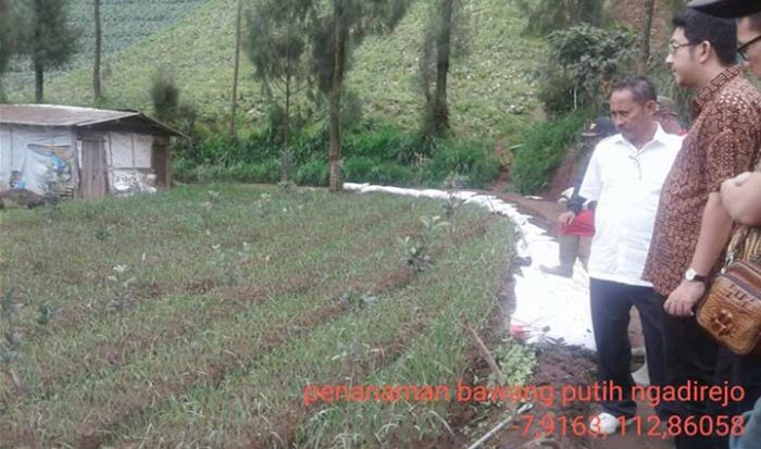 ​Petani di Tosari dan Tutur Pasuruan Mulai Tanam Bawang Putih