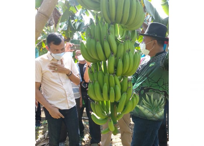 ​Jihad Ekonomi Petani Santri H. Sholahuddin, Bisa Kirim Pisang Cavendish 5 Ton per Hari