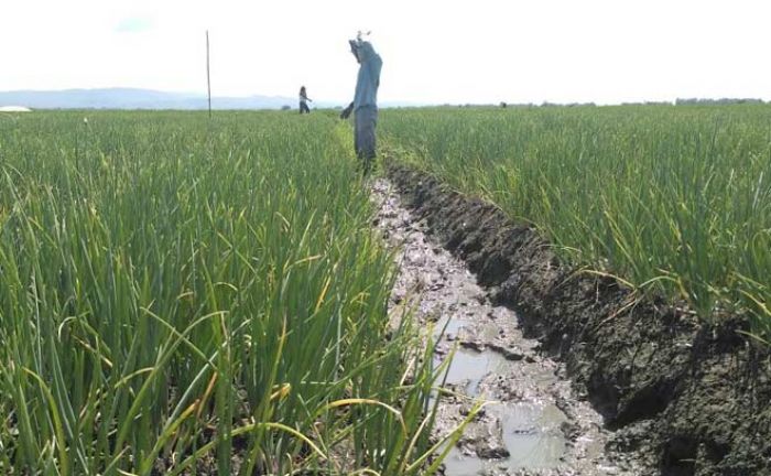 Jelang Panen, Petani Bawang Merah di Tuban Was-was Harga Anjlok