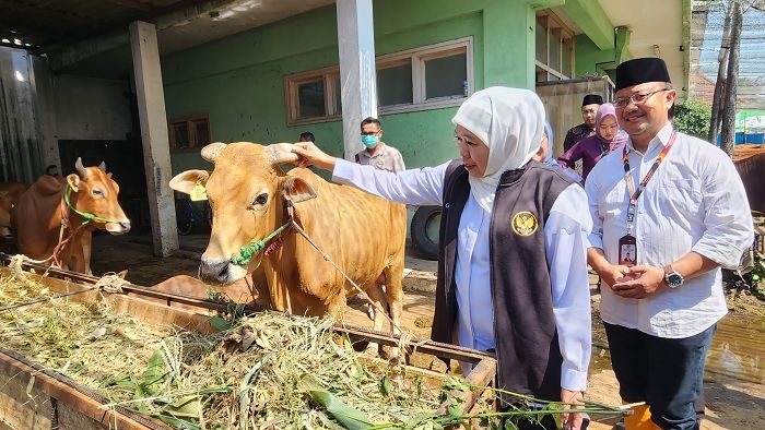 Tinjau RPH Pegirian, Khofifah Imbau Penyembelihan Hewan Kurban Terapkan Prinsip Animal Welfare