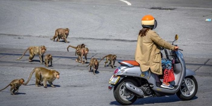 Warga yang nekat keluar rumah, siap-siap diserang kawanan monyet. foto: AFP via Getty Images