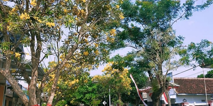 Pohon bunga tabebuya kuning di Jalan Ahmad Yani Kota Blitar. (foto: ist)