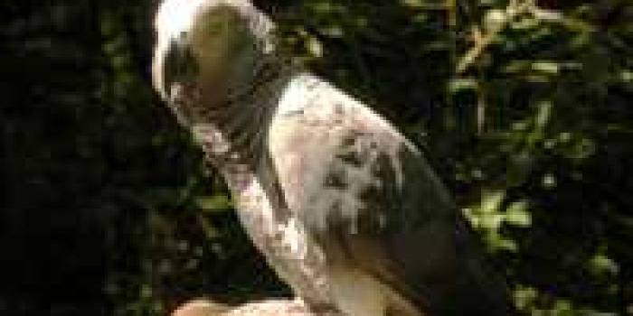 ?Burung nuri jenis African Grey milik Darren Chick hilang selama empat tahun.foto:repro bbc